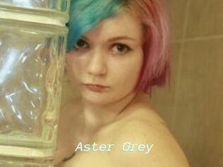 Aster_Grey