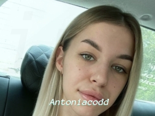 Antoniacodd