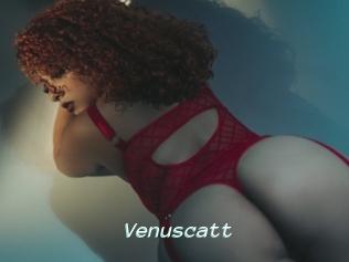 Venuscatt